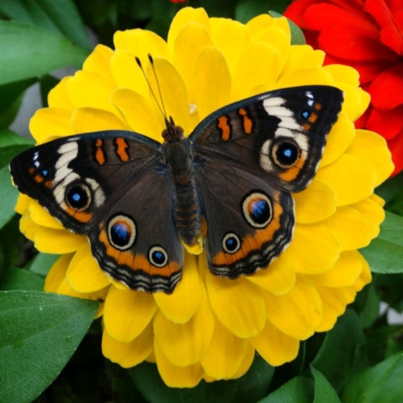 Meet your Posher, Tonya - Picture 1 of 1